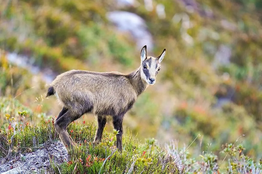 a baby chamois stands on a rock with grassy hillside in the background
