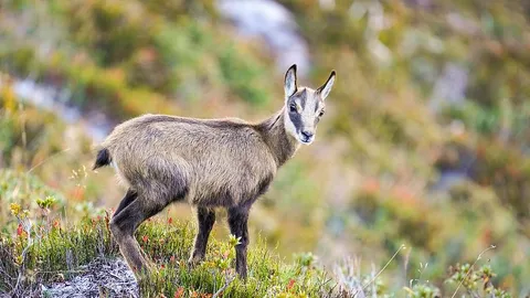 a baby chamois stands on a rock with grassy hillside in the background