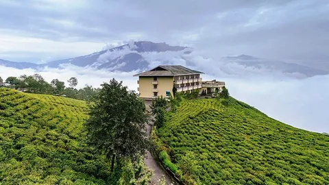 A multi-storied house sits amid green tea plantations , with a road leading to the building and cloud-dappled mountains in the background.