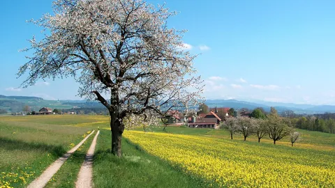 A blossoming cherry tree beside a dirt track through yellow rapeseed fields, with farm buildings and hills behind, in the Aare valley, Switzerland.