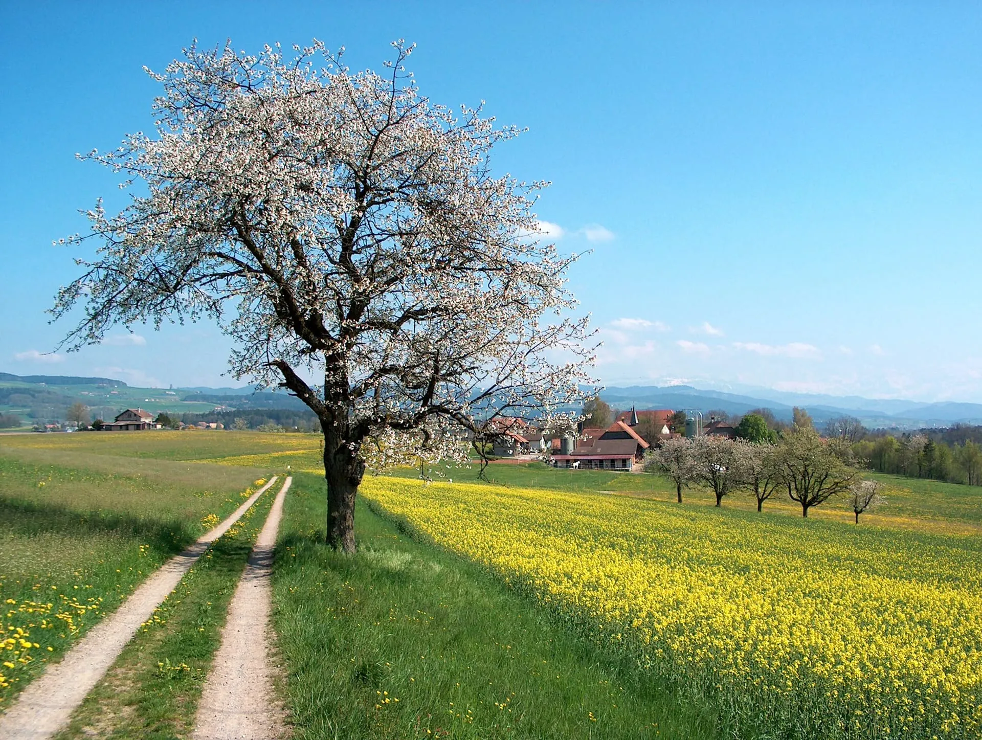 A blossoming cherry tree beside a dirt track through yellow rapeseed fields, with farm buildings and hills behind, in the Aare valley, Switzerland.