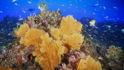 Yellow and pink coral on a sea bed with blue water filled with fish in the background.