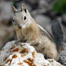 Golden-mantled Ground Squirrel