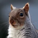 Grey Squirrel