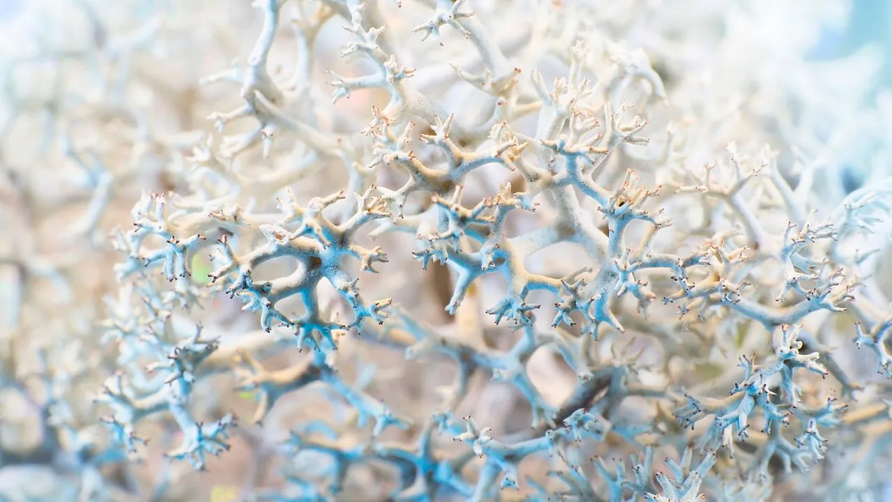 Macrophotograph of Cladonia moss, white-blue tendrils fractaling out into smaller and smaller branches.