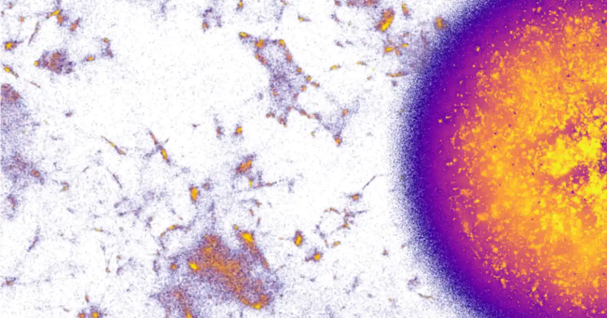 A NOMAD Projection map of multilingual Wikipedia: a dense sphere of yellow and purple points at right, with sparse clusters scattered across white space at left.