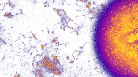 A NOMAD Projection map of multilingual Wikipedia: a dense sphere of yellow and purple points at right, with sparse clusters scattered across white space at left.