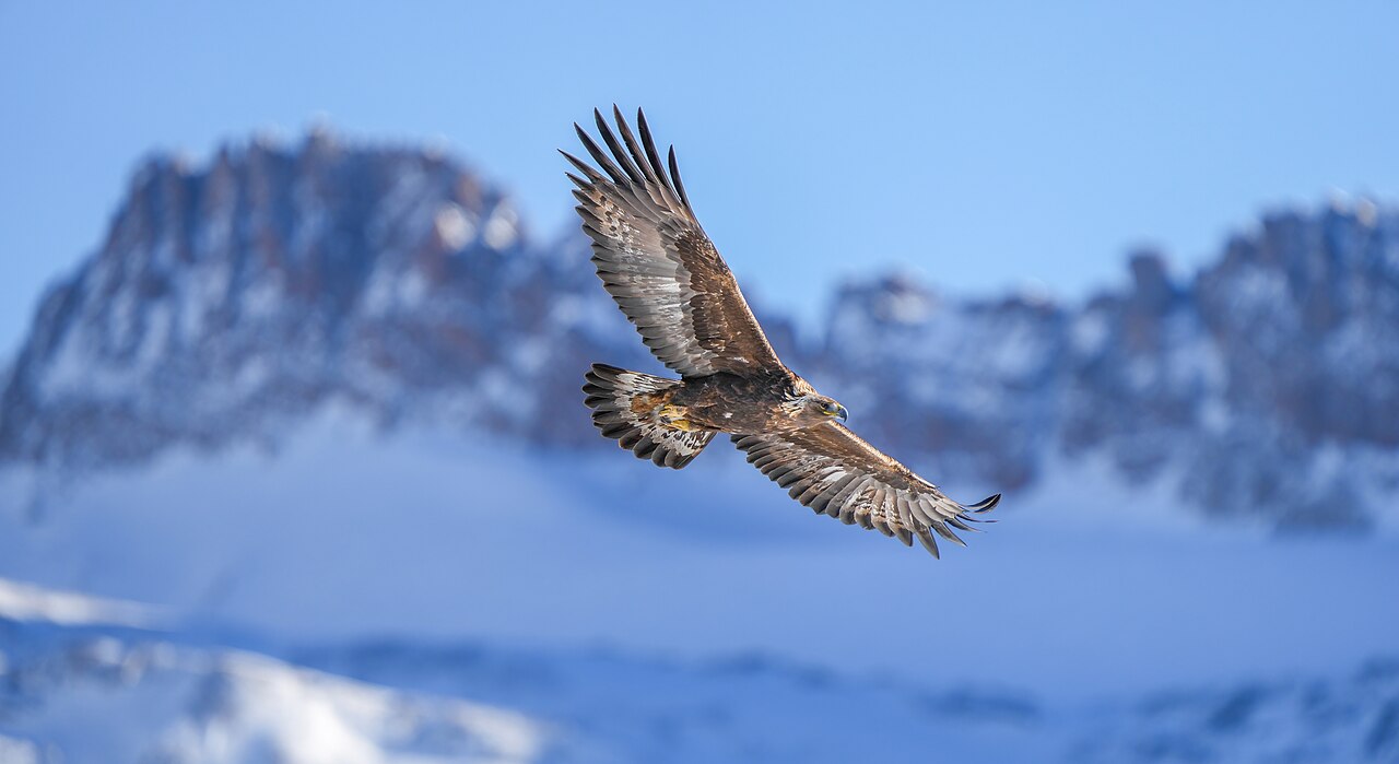 Wild Golden Eagle and Majinghorn Pfyn-Finges Photo