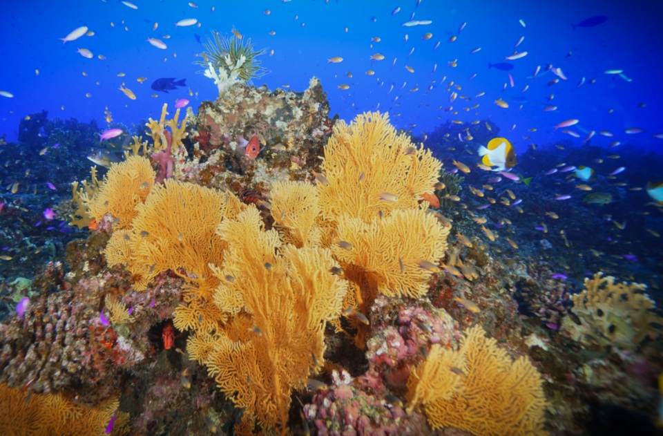 Yellow and pink coral on a sea bed with blue water filled with fish in the background.