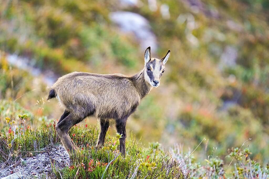 a baby chamois stands on a rock with grassy hillside in the background