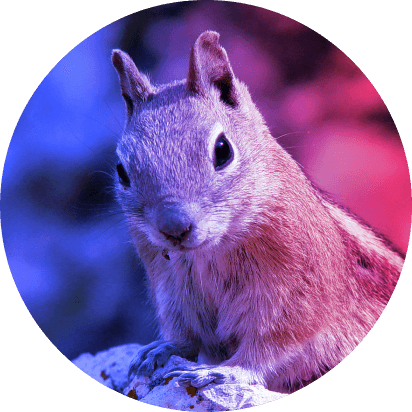 Image of cute, possibly confused, squirrel